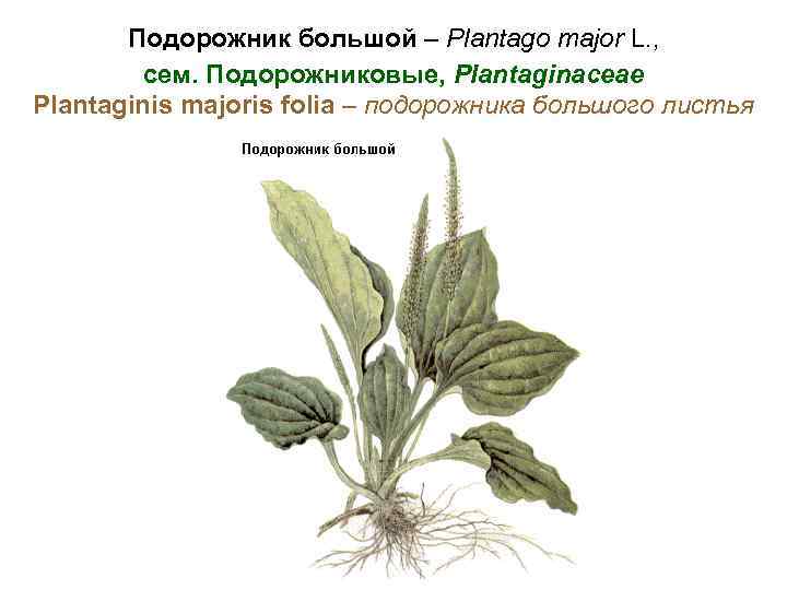 Подорожник большой – Plantago major L. , сем. Подорожниковые, Plantaginaceae Plantaginis majoris folia –