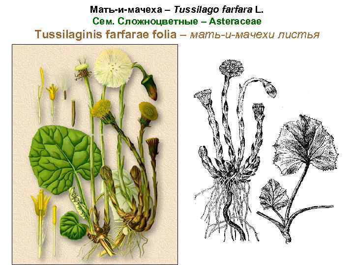 Мать-и-мачеха – Tussilago farfara L. Сем. Сложноцветные – Asteraceae Tussilaginis farfarae folia – мать-и-мачехи