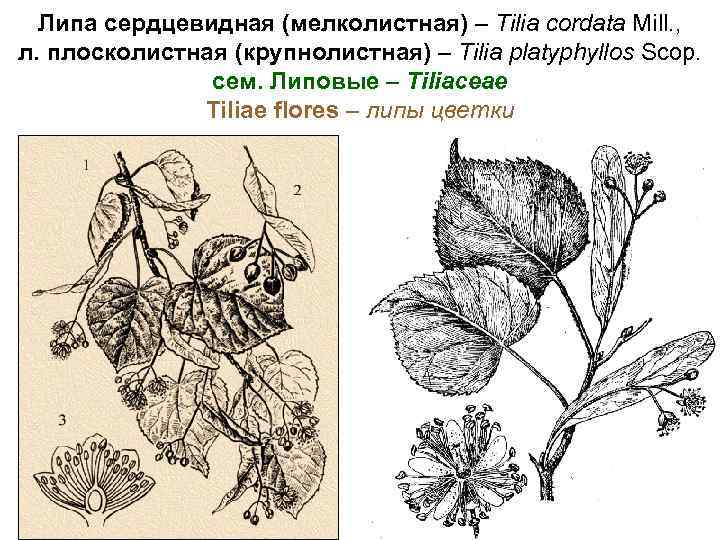 Липа сердцевидная (мелколистная) – Tilia cordata Mill. , л. плосколистная (крупнолистная) – Tilia platyphyllos