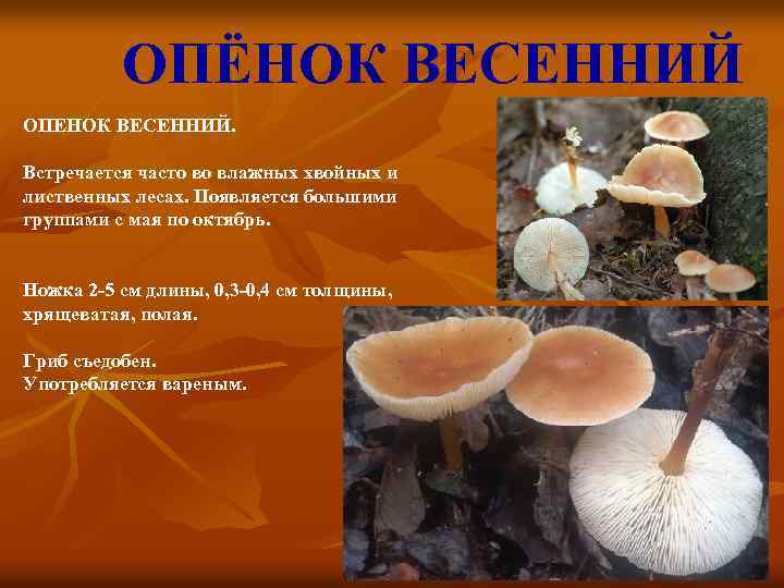 ОПЁНОК ВЕСЕННИЙ ОПЕНОК ВЕСЕННИЙ. Встречается часто во влажных хвойных и лиственных лесах. Появляется большими