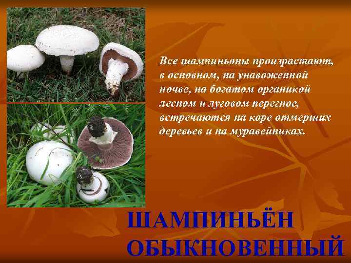 Все шампиньоны произрастают, в основном, на унавоженной почве, на богатом органикой лесном и луговом