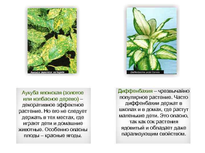 Аукуба японская (золотое или колбасное дерево) – декоративное эффектное растение. Но его не следует