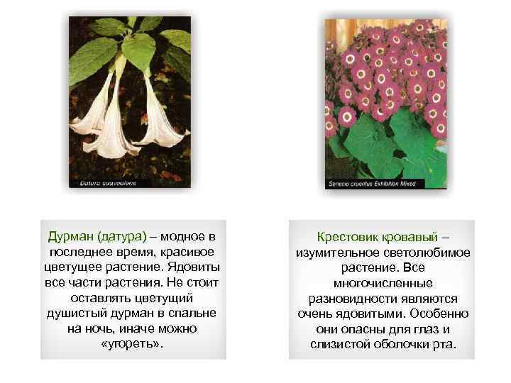 Дурман (датура) – модное в последнее время, красивое цветущее растение. Ядовиты все части растения.