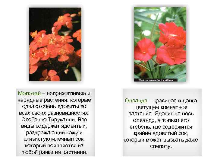 Молочай – неприхотливые и нарядные растения, которые однако очень ядовиты во всех своих разновидностях.