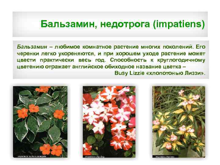 Бальзамин, недотрога (impatiens) Бальзамин – любимое комнатное растение многих поколений. Его черенки легко укореняются,