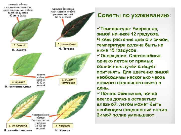 Советы по ухаживанию: üТемпература: Умеренная, зимой не ниже 12 градусов. Чтобы растение цвело и