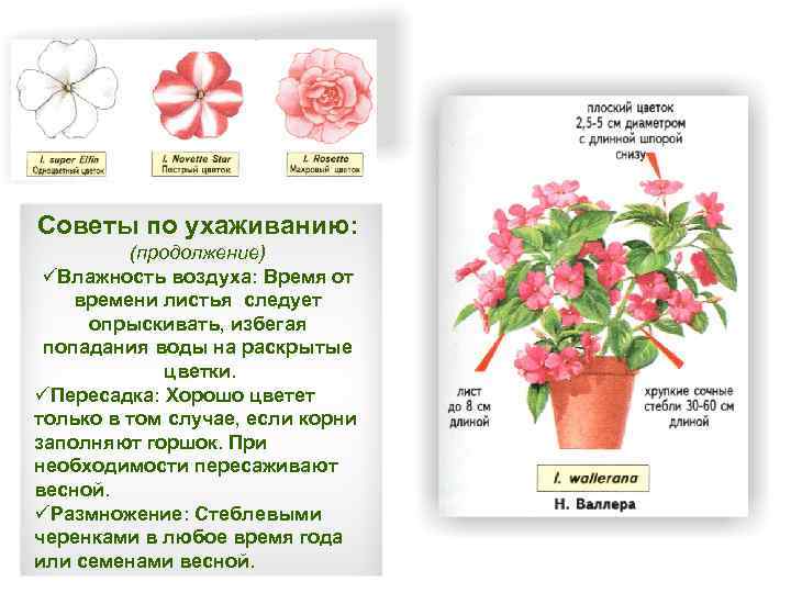 Советы по ухаживанию: (продолжение) üВлажность воздуха: Время от времени листья следует опрыскивать, избегая попадания