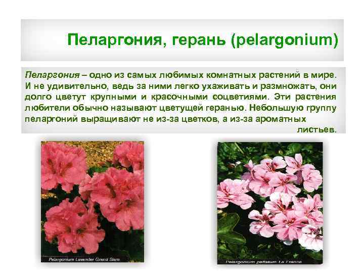Пеларгония, герань (pelargonium) Пеларгония – одно из самых любимых комнатных растений в мире. И
