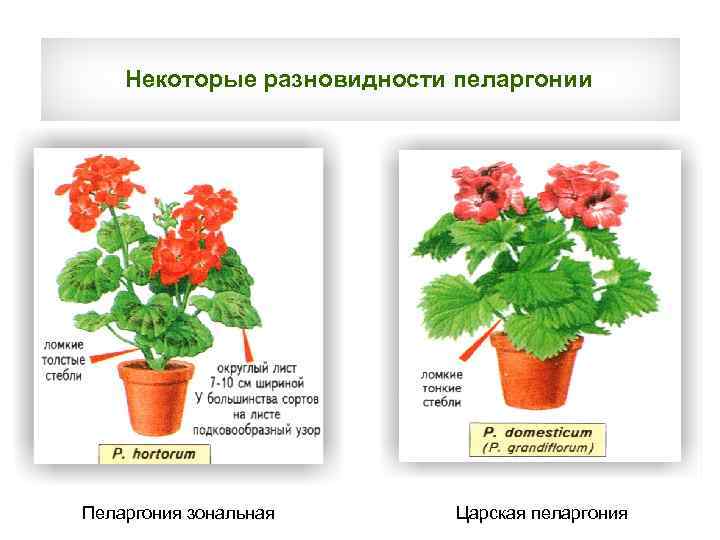 Некоторые разновидности пеларгонии Пеларгония зональная Царская пеларгония 