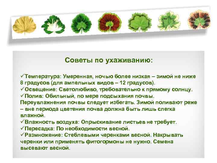 Советы по ухаживанию: üТемпература: Умеренная, ночью более низкая – зимой не ниже 8 градусов