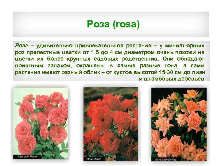 Роза (rosa) Роза – удивительно привлекательное растение – у миниатюрных роз прелестные цветки от