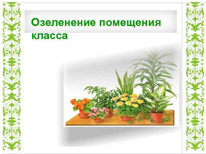 Озеленение помещения класса 