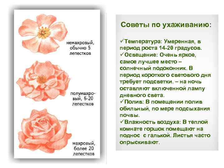 Советы по ухаживанию: üТемпература: Умеренная, в период роста 14 -20 градусов. üОсвещение: Очень яркое,