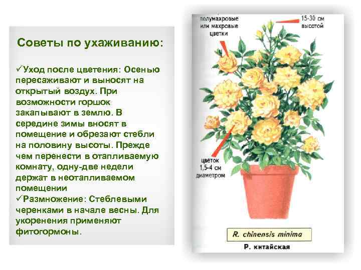 Советы по ухаживанию: üУход после цветения: Осенью пересаживают и выносят на открытый воздух. При