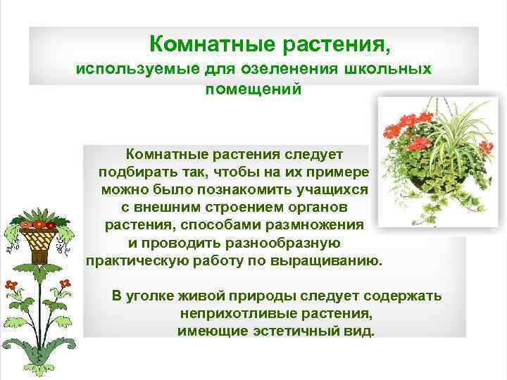 Комнатные растения, используемые для озеленения школьных помещений Комнатные растения следует подбирать так, чтобы на