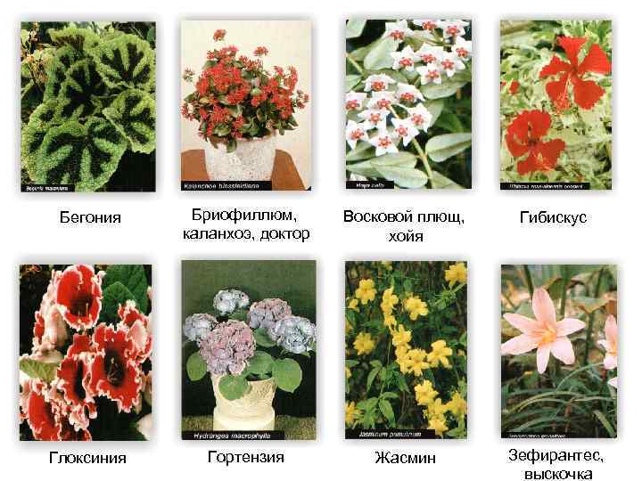 Бегония Бриофиллюм, каланхоэ, доктор Восковой плющ, хойя Гибискус Глоксиния Гортензия Жасмин Зефирантес, выскочка 