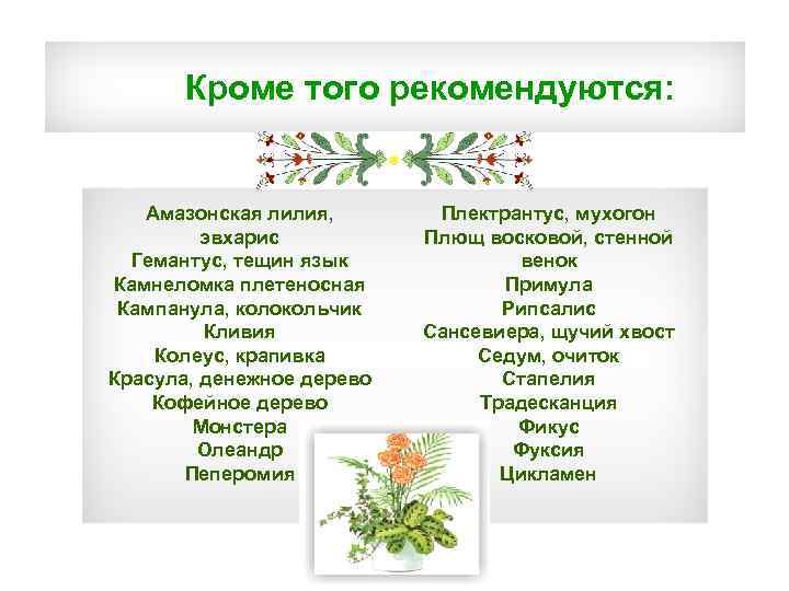 Кроме того рекомендуются: Амазонская лилия, эвхарис Гемантус, тещин язык Камнеломка плетеносная Кампанула, колокольчик Кливия