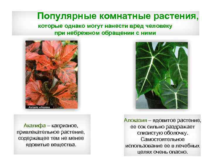 Популярные комнатные растения, которые однако могут нанести вред человеку при небрежном обращении с ними
