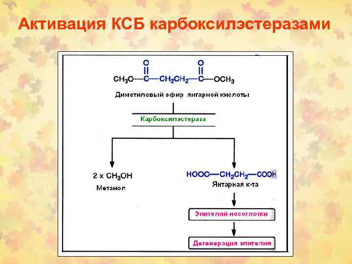 Активация КСБ карбоксилэстеразами 