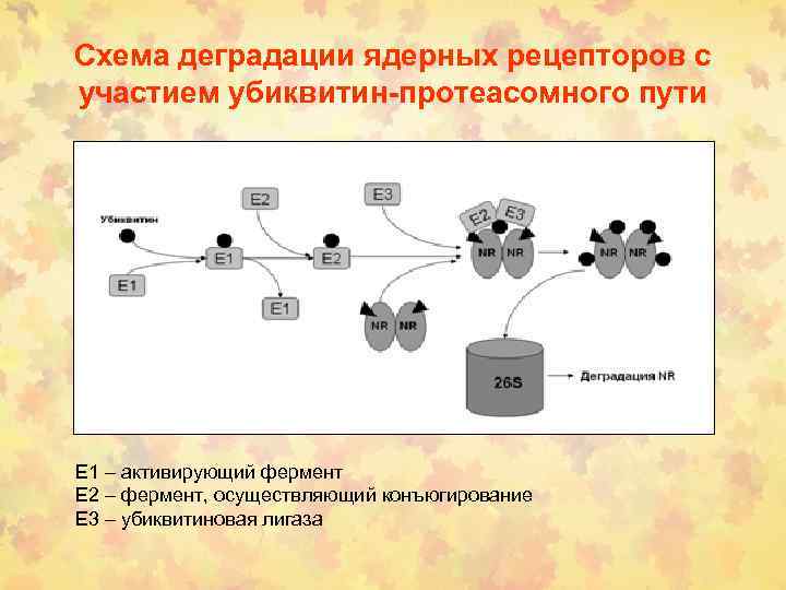 Схема деградации ядерных рецепторов с участием убиквитин-протеасомного пути Е 1 – активирующий фермент Е