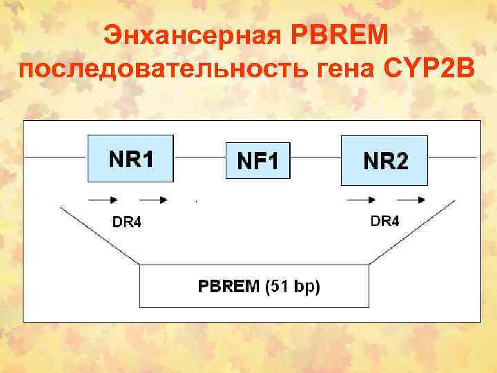 Энхансерная PBREM последовательность гена CYP 2 B 