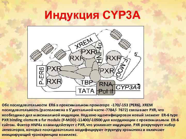 Индукция CYP 3 A Обе последовательности ER 6 в проксимальном промоторе -170/-153 (PER 6),