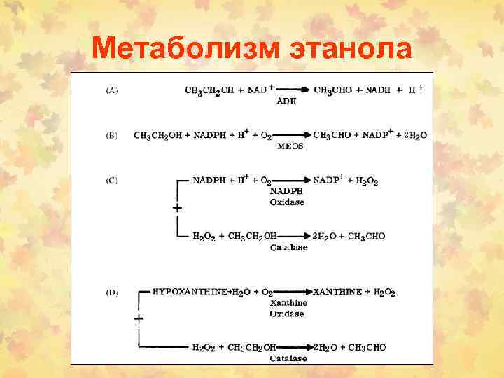 Метаболизм этанола 