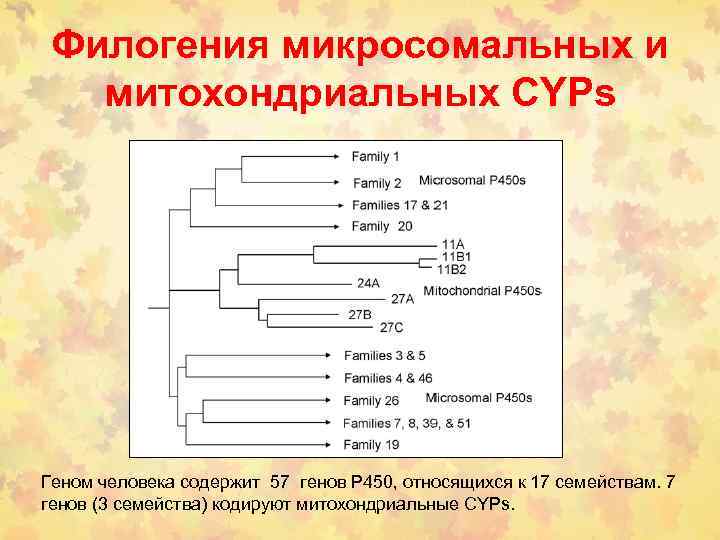 Филогения микросомальных и митохондриальных СYPs Геном человека содержит 57 генов Р 450, относящихся к