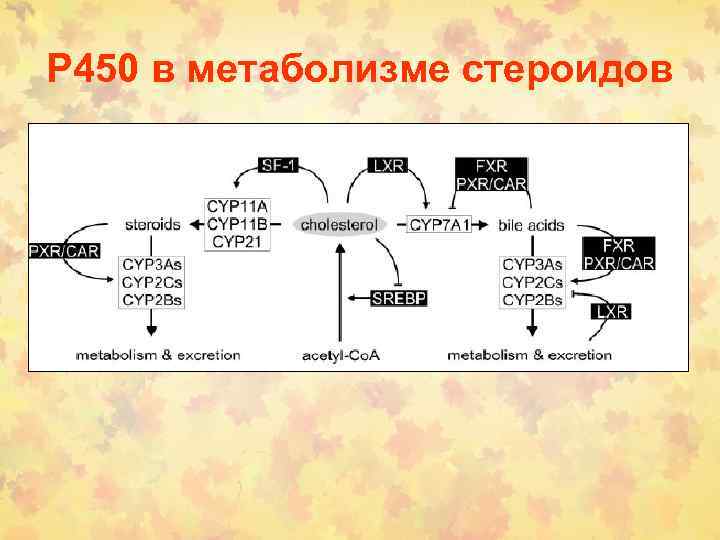 Р 450 в метаболизме стероидов 