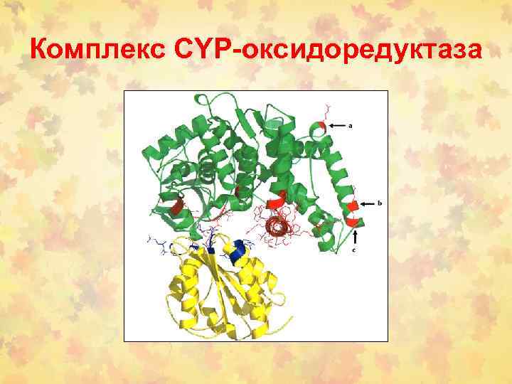 Комплекс CYP-оксидоредуктаза 