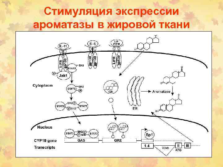 Стимуляция экспрессии ароматазы в жировой ткани 