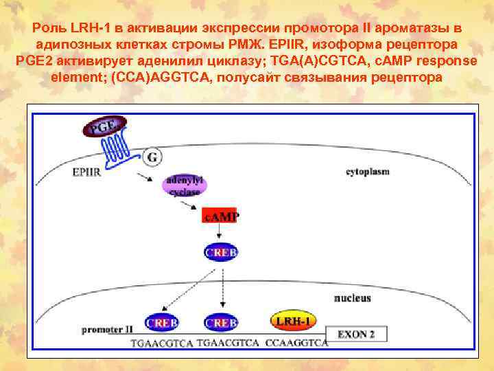 Роль LRH-1 в активации экспрессии промотора II ароматазы в адипозных клетках стромы РМЖ. EPIIR,