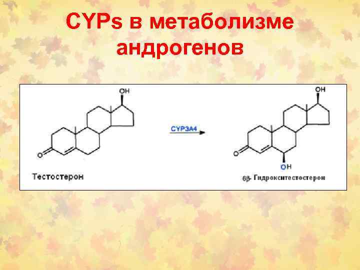 CYPs в метаболизме андрогенов 