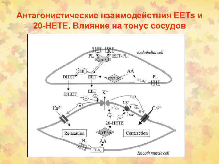 Антагонистические взаимодействия EETs и 20 -НЕТЕ. Влияние на тонус сосудов 