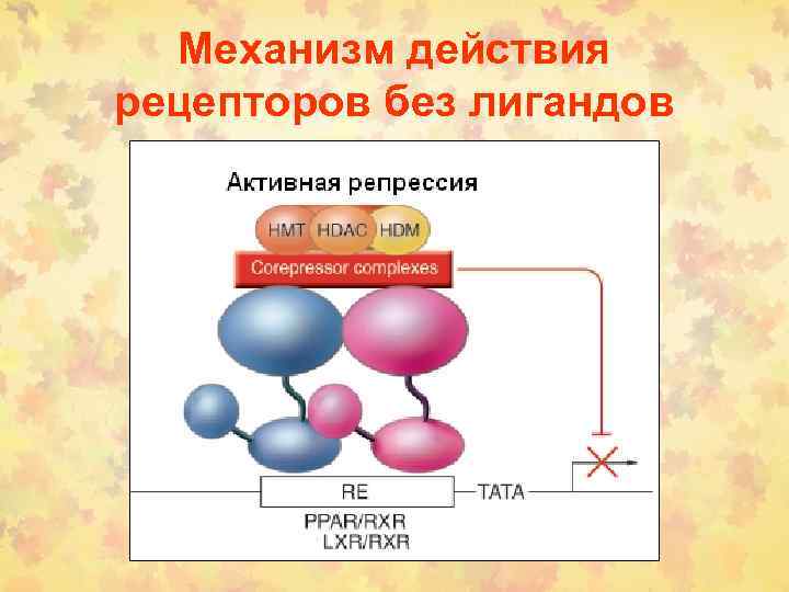 Механизм действия рецепторов без лигандов 