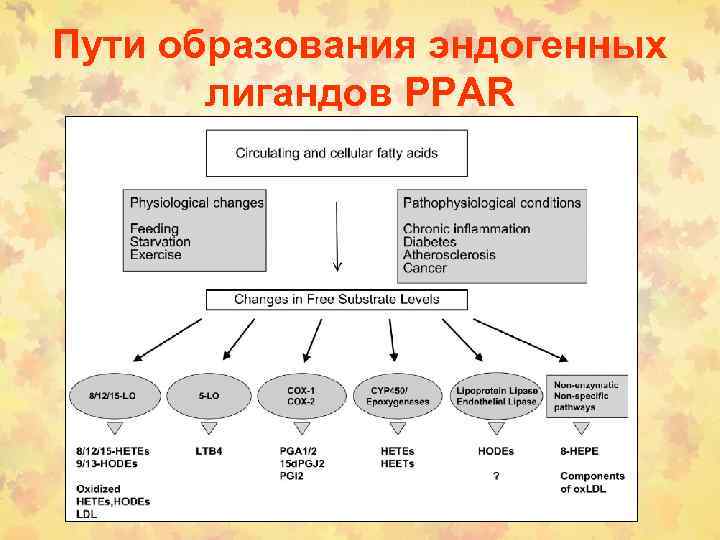 Пути образования эндогенных лигандов PPAR 