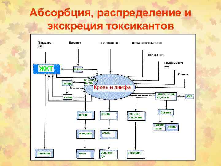 Абсорбция, распределение и экскреция токсикантов 