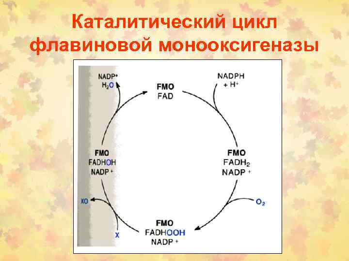 Каталитический цикл флавиновой монооксигеназы 