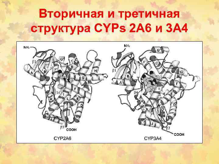 Вторичная и третичная структура CYPs 2 A 6 и 3 A 4 