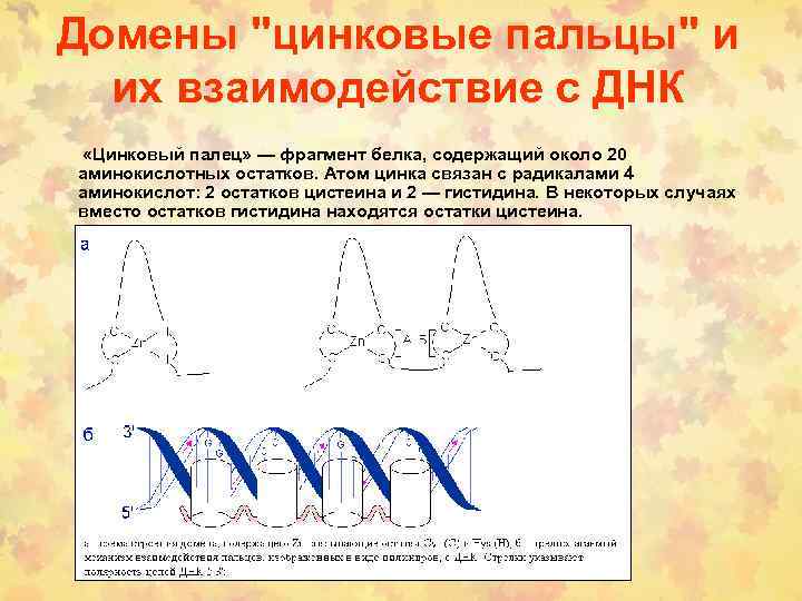 Домены "цинковые пальцы" и их взаимодействие с ДНК «Цинковый палец» — фрагмент белка, содержащий