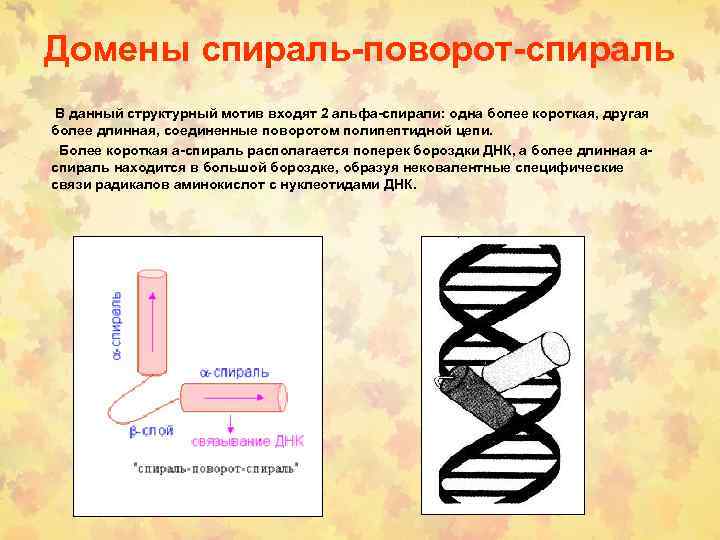 Домены спираль-поворот-спираль В данный структурный мотив входят 2 альфа-спирали: одна более короткая, другая более