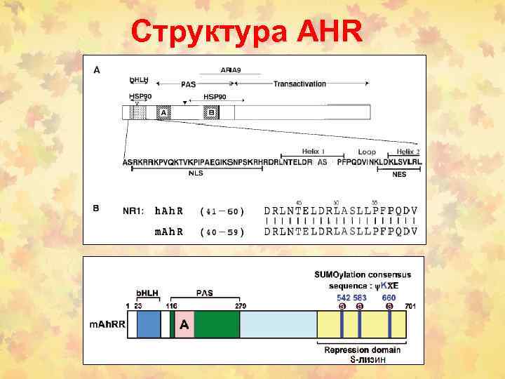 Структура AHR 