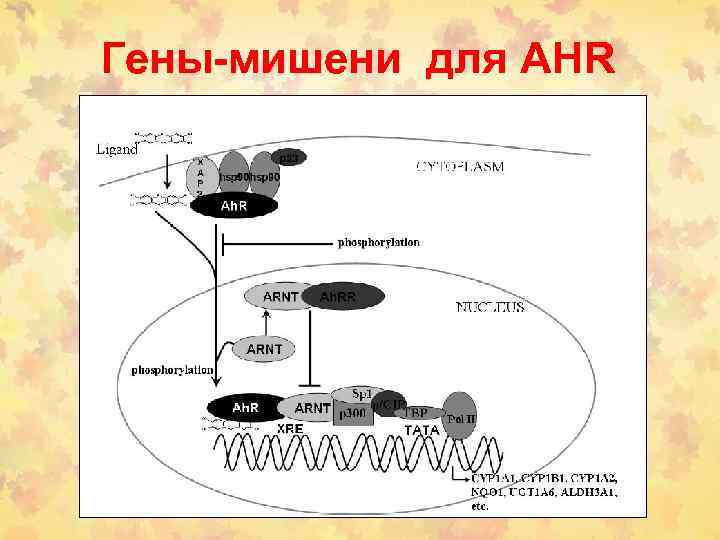 Гены-мишени для AHR 