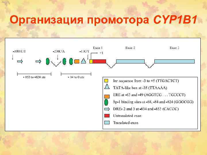 Организация промотора CYP 1 B 1 