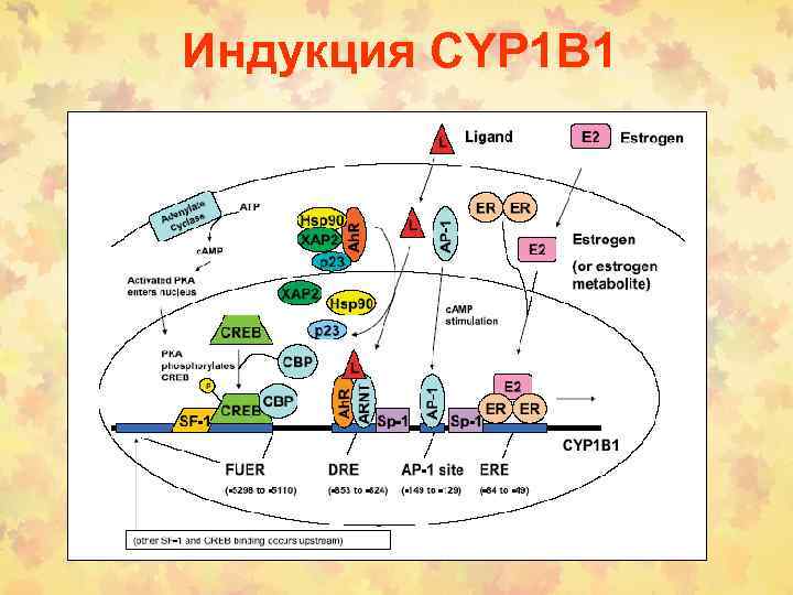 Индукция CYP 1 B 1 