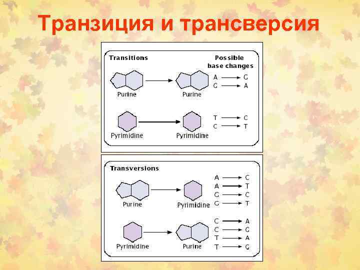Транзиция и трансверсия 
