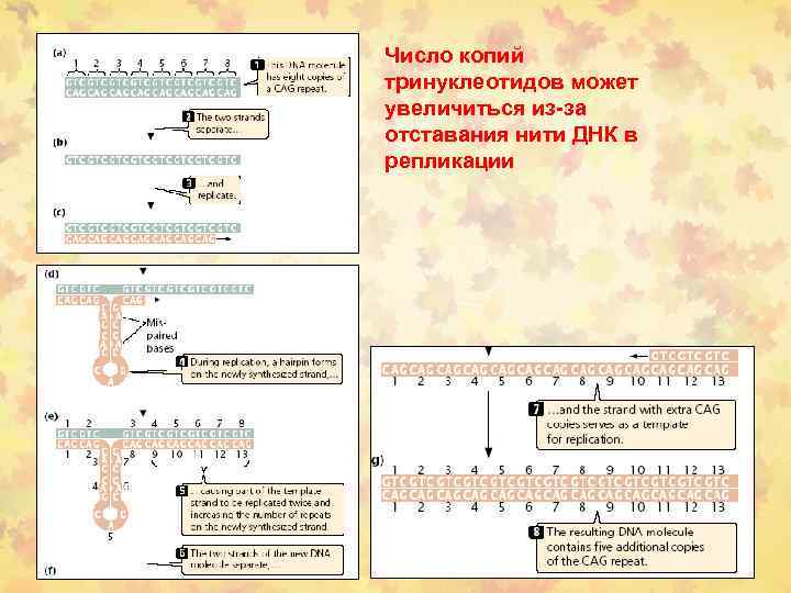 Число копий тринуклеотидов может увеличиться из-за отставания нити ДНК в репликации 