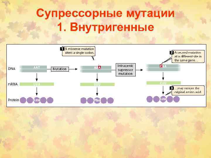 Супрессорные мутации 1. Внутригенные 