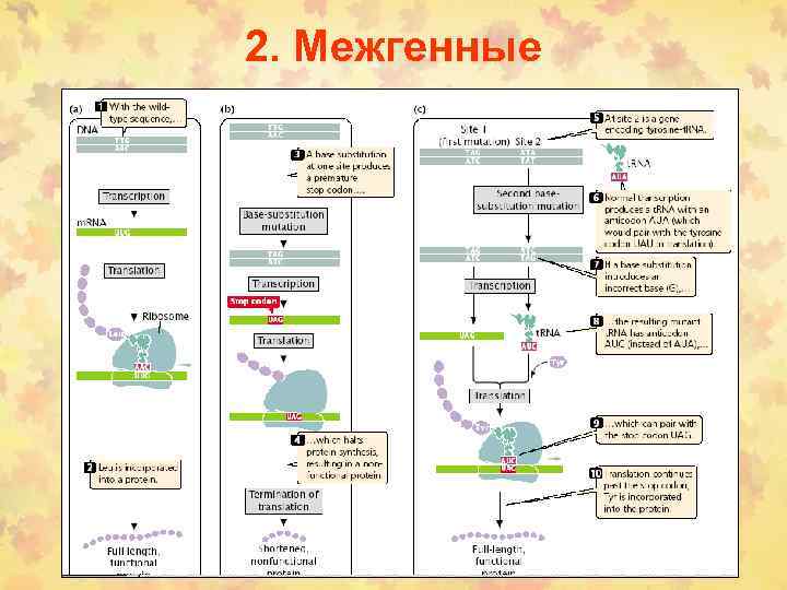 2. Межгенные 