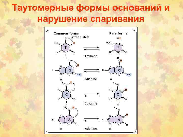 Таутомерные формы оснований и нарушение спаривания 